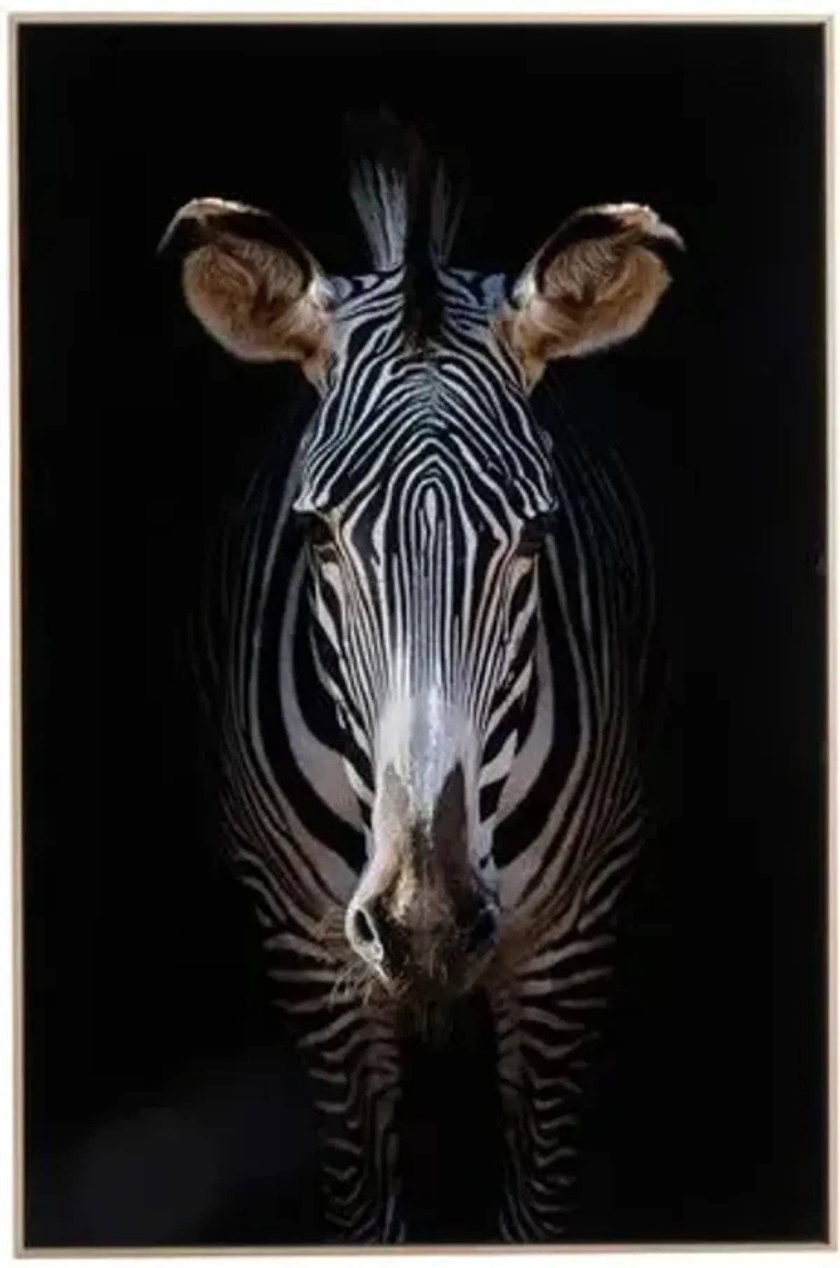 Getty Images - Zebra Stare - Black