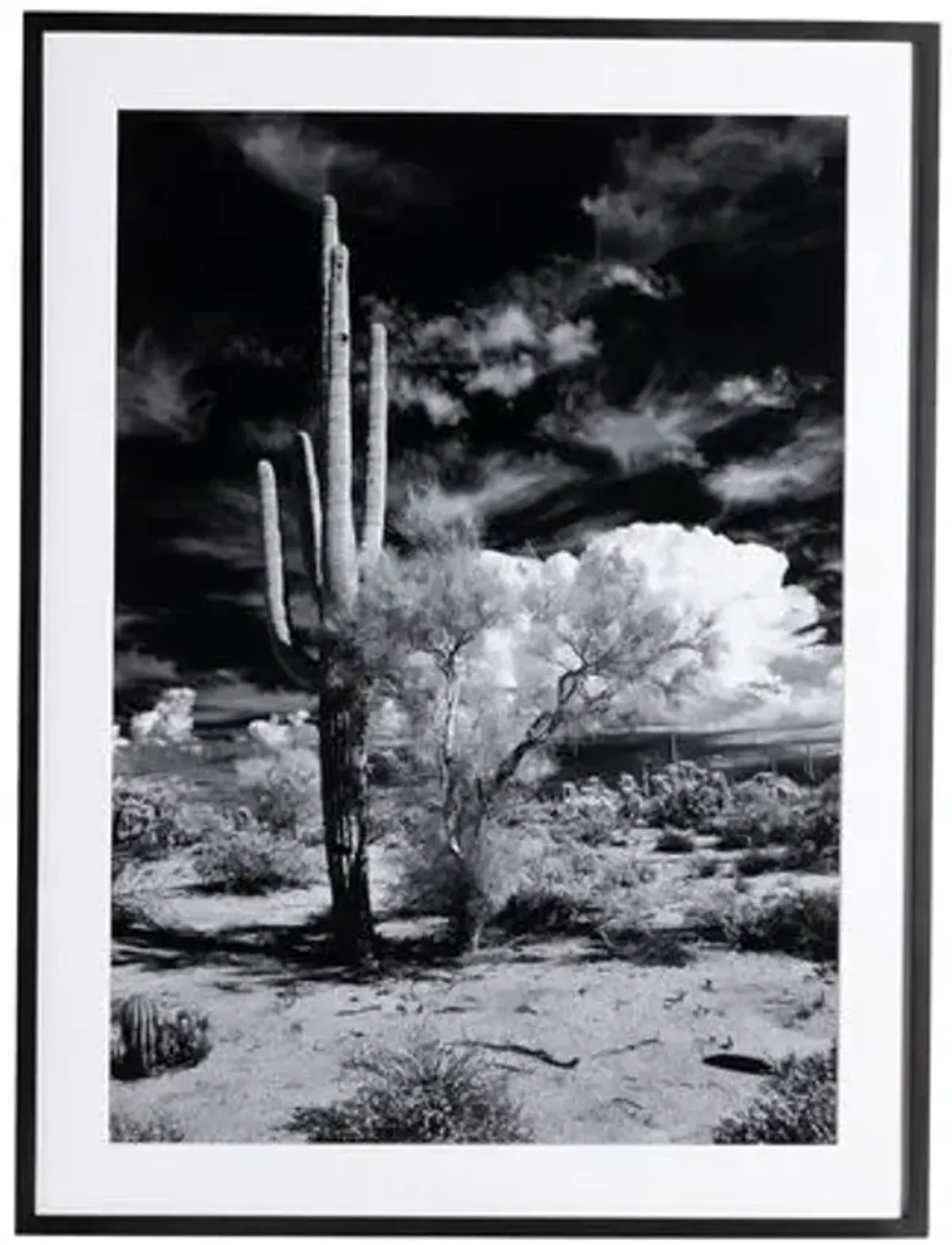 Getty Images - Sonoran Desert - Black