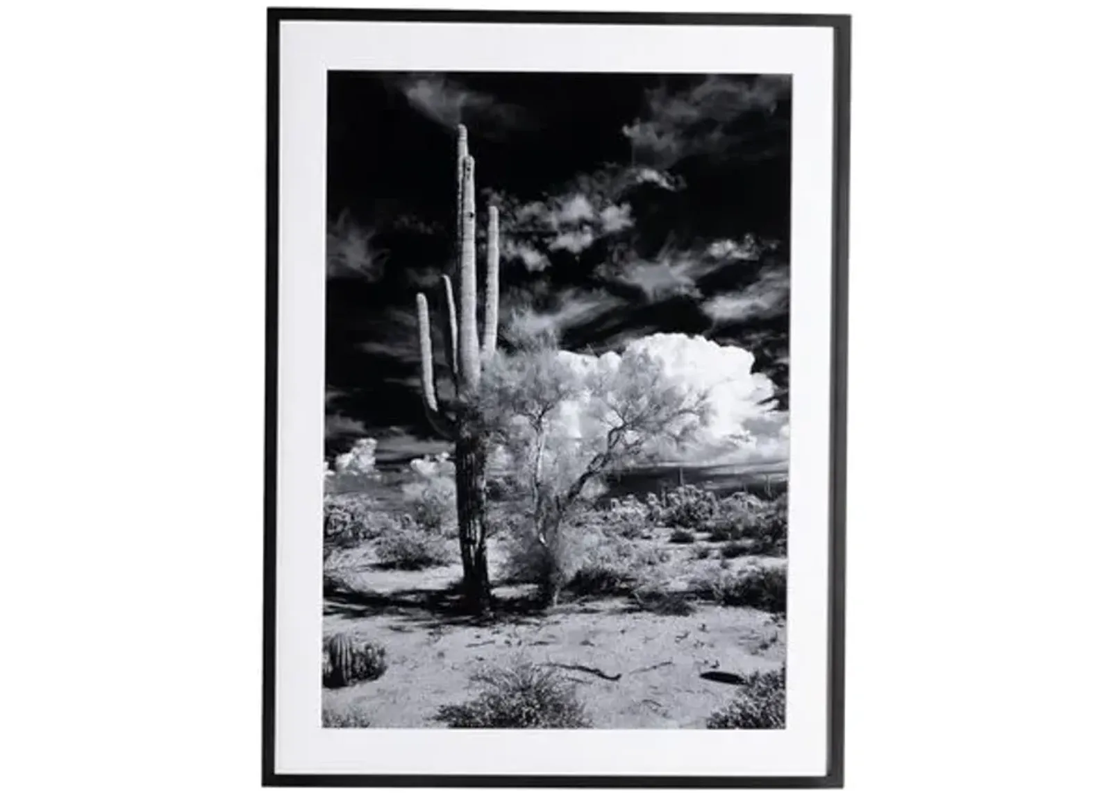 Getty Images - Sonoran Desert - Black