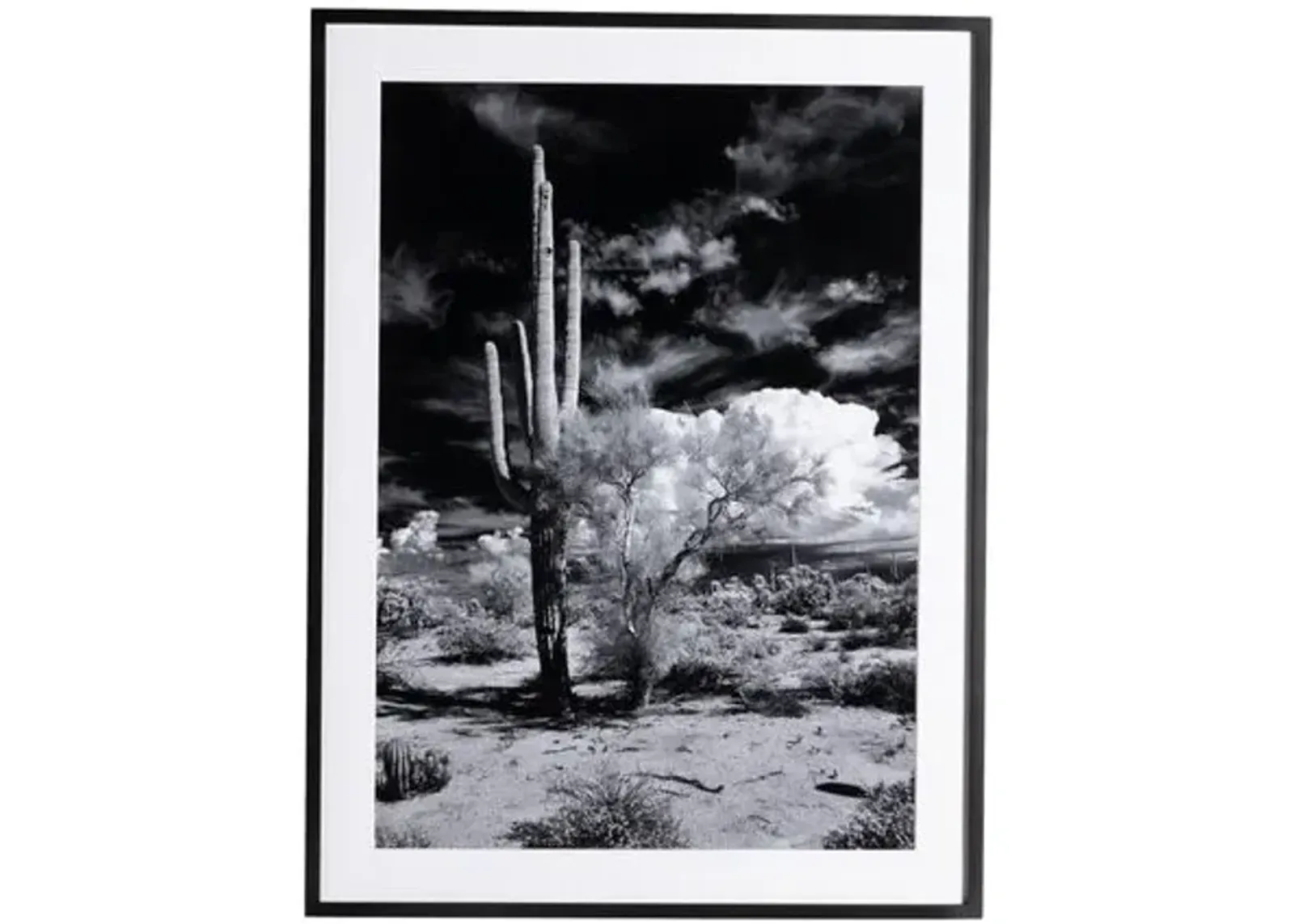 Getty Images - Sonoran Desert - Black