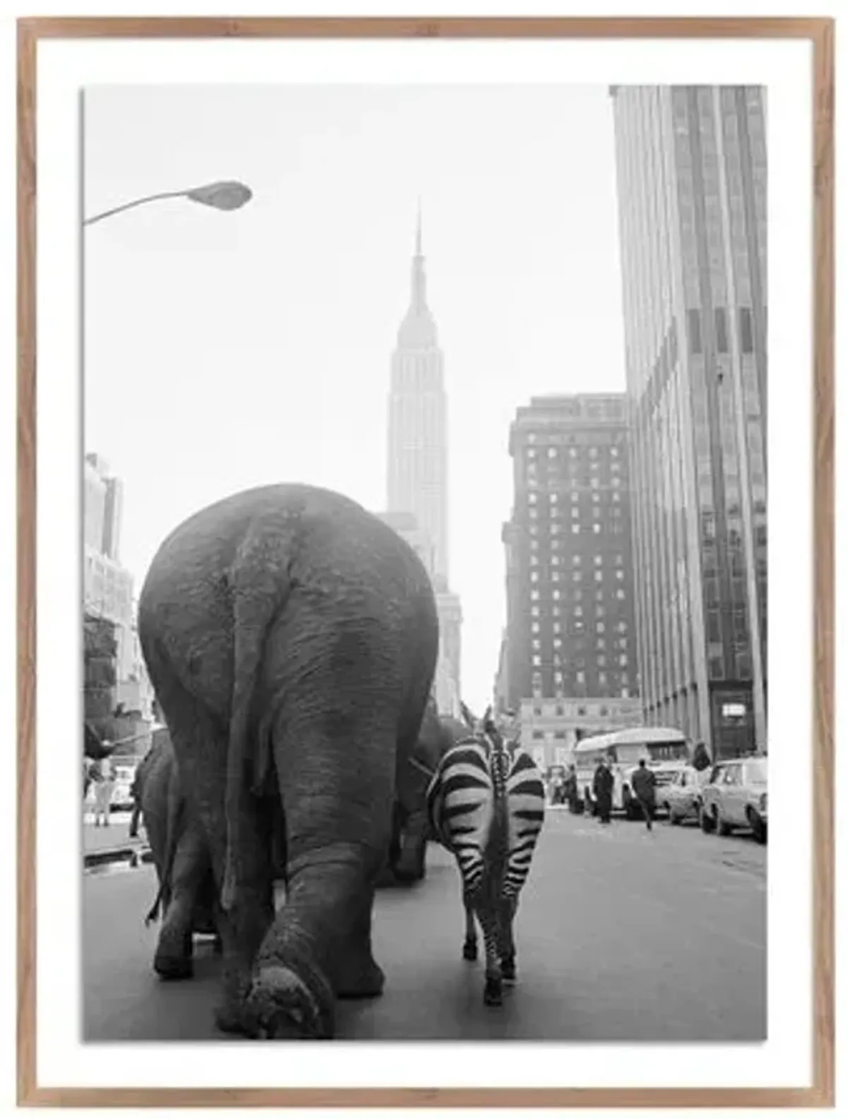 Getty Images - Circus Animals On 33Rd St - Brown