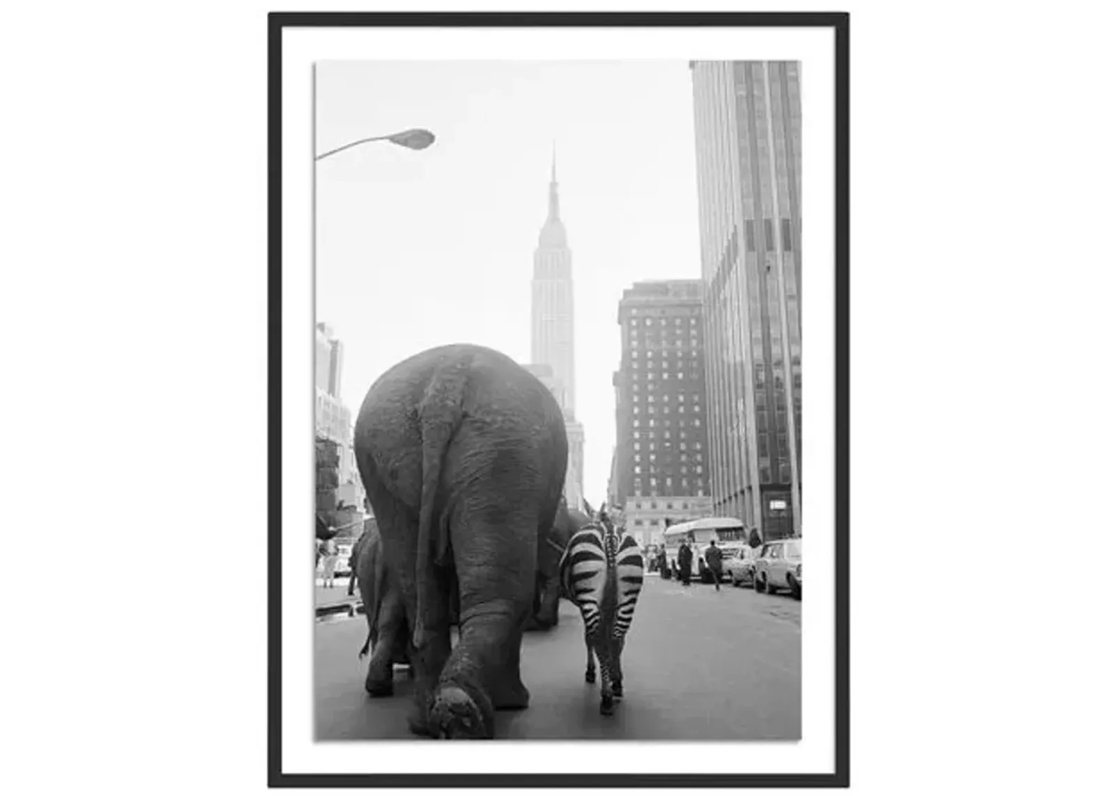 Getty Images - Circus Animals On 33Rd St - Black