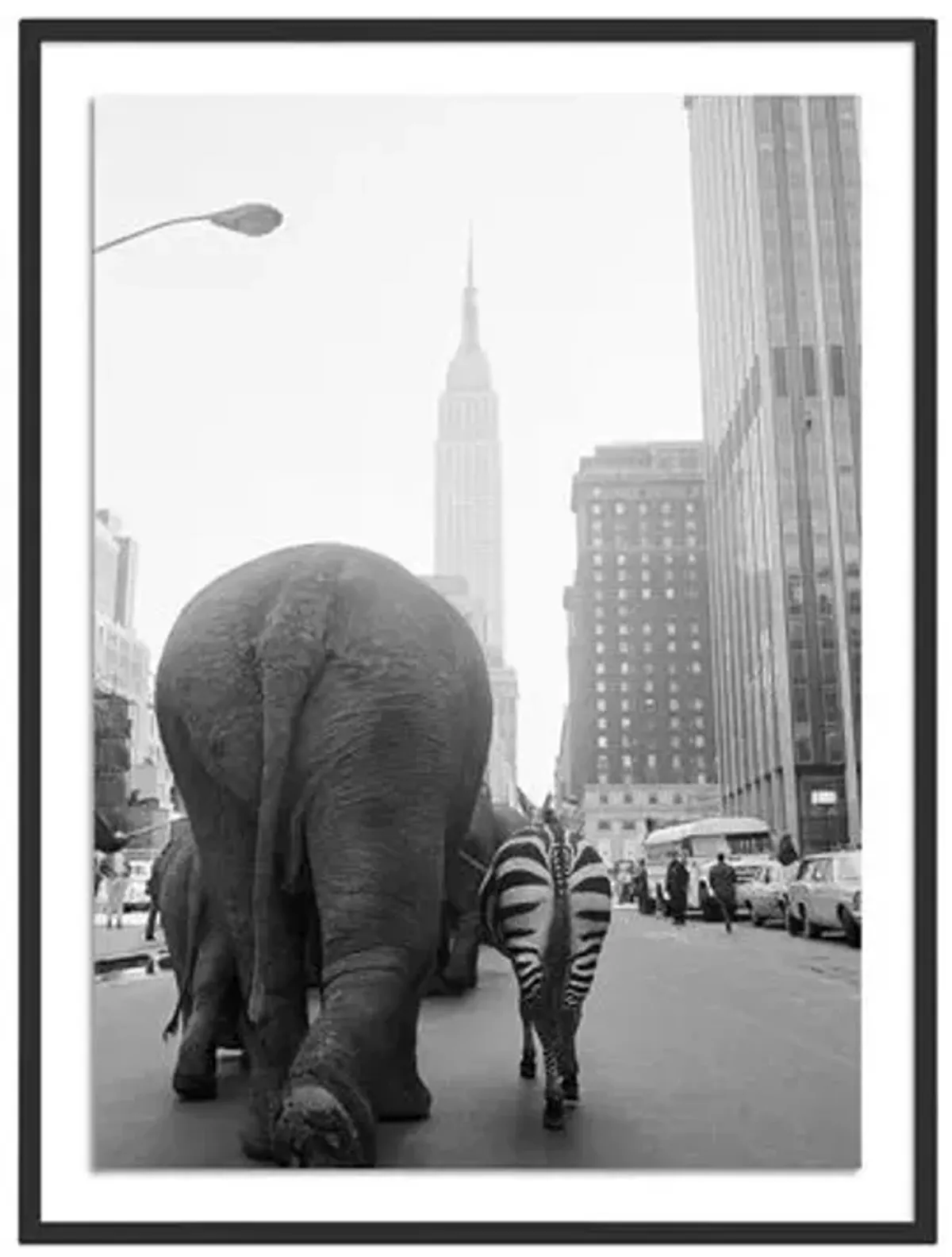 Getty Images - Circus Animals On 33Rd St - Black