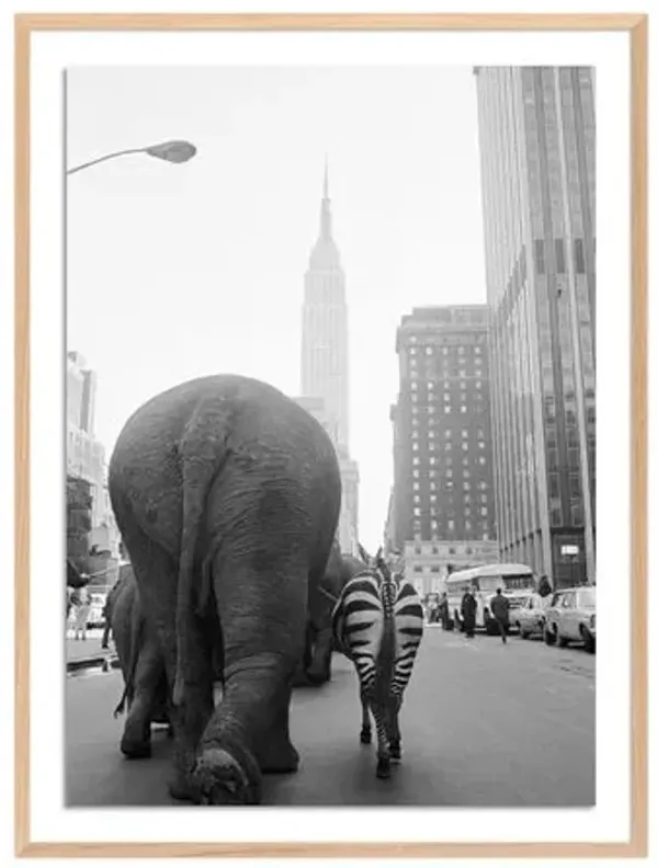 Getty Images - Circus Animals On 33Rd St - Clear
