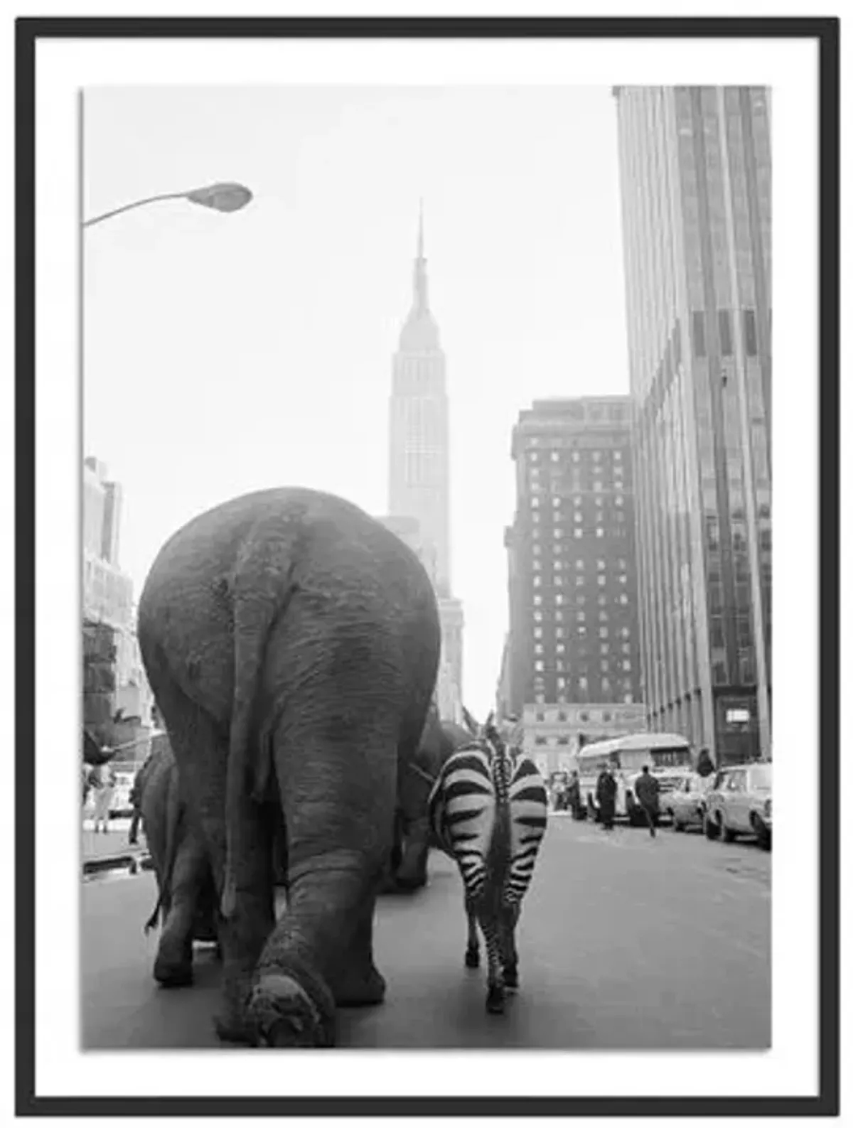 Getty Images - Circus Animals On 33Rd St - Black