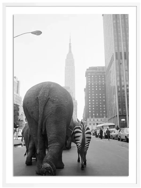 Getty Images, Circus Animals On 33Rd St