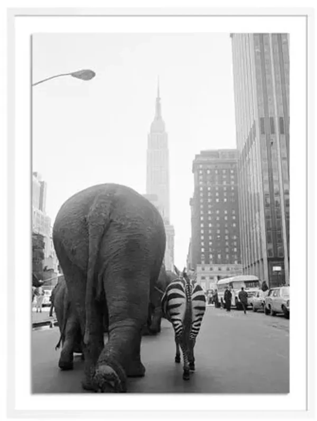 Getty Images - Circus Animals On 33Rd St - White