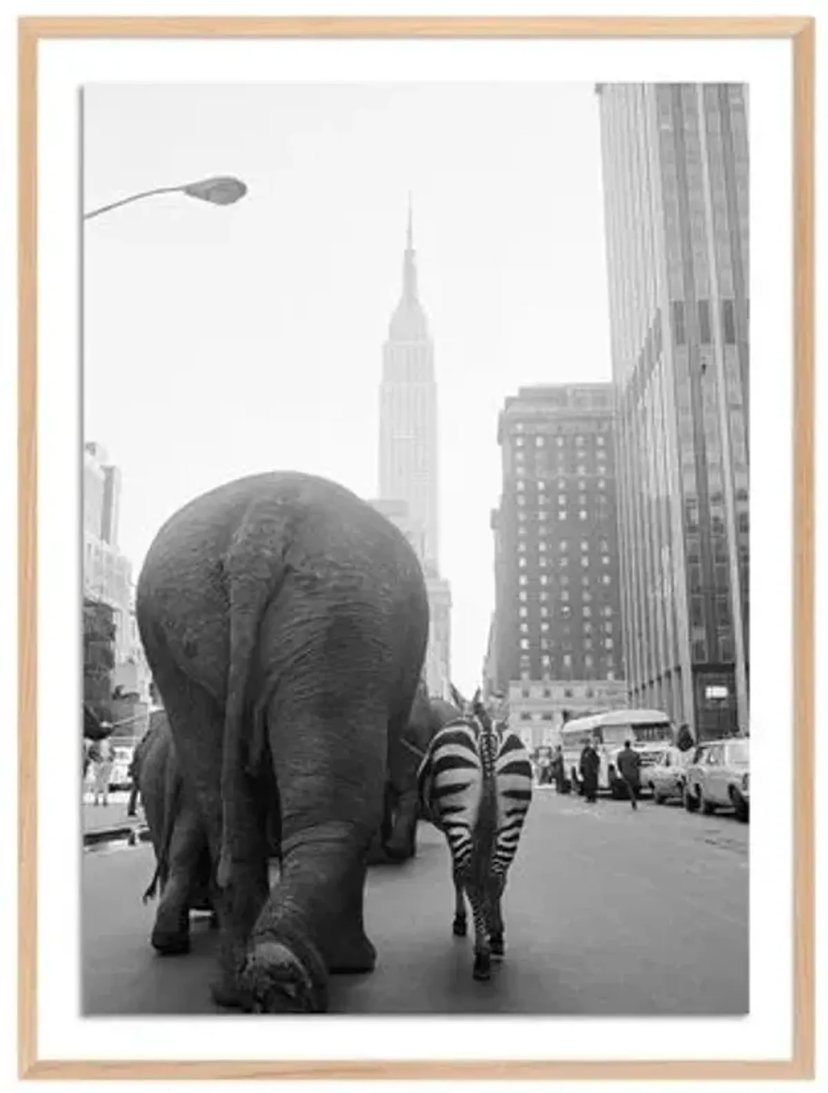 Getty Images - Circus Animals On 33Rd St - Multi