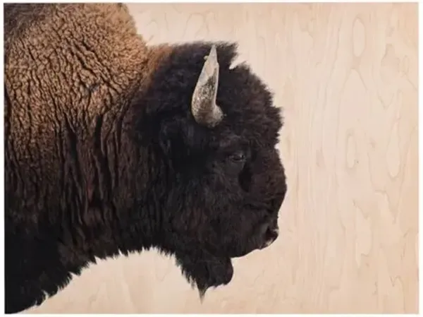 Getty Images - American Bison - Brown