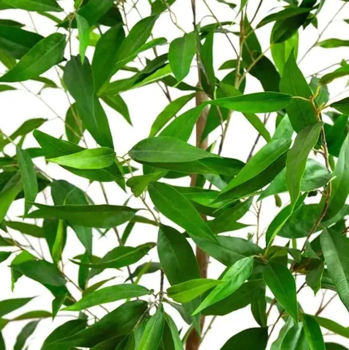 7ft. Artificial Long Leaf Greco Eucalyptus Tree with Real Touch Leaves - Green