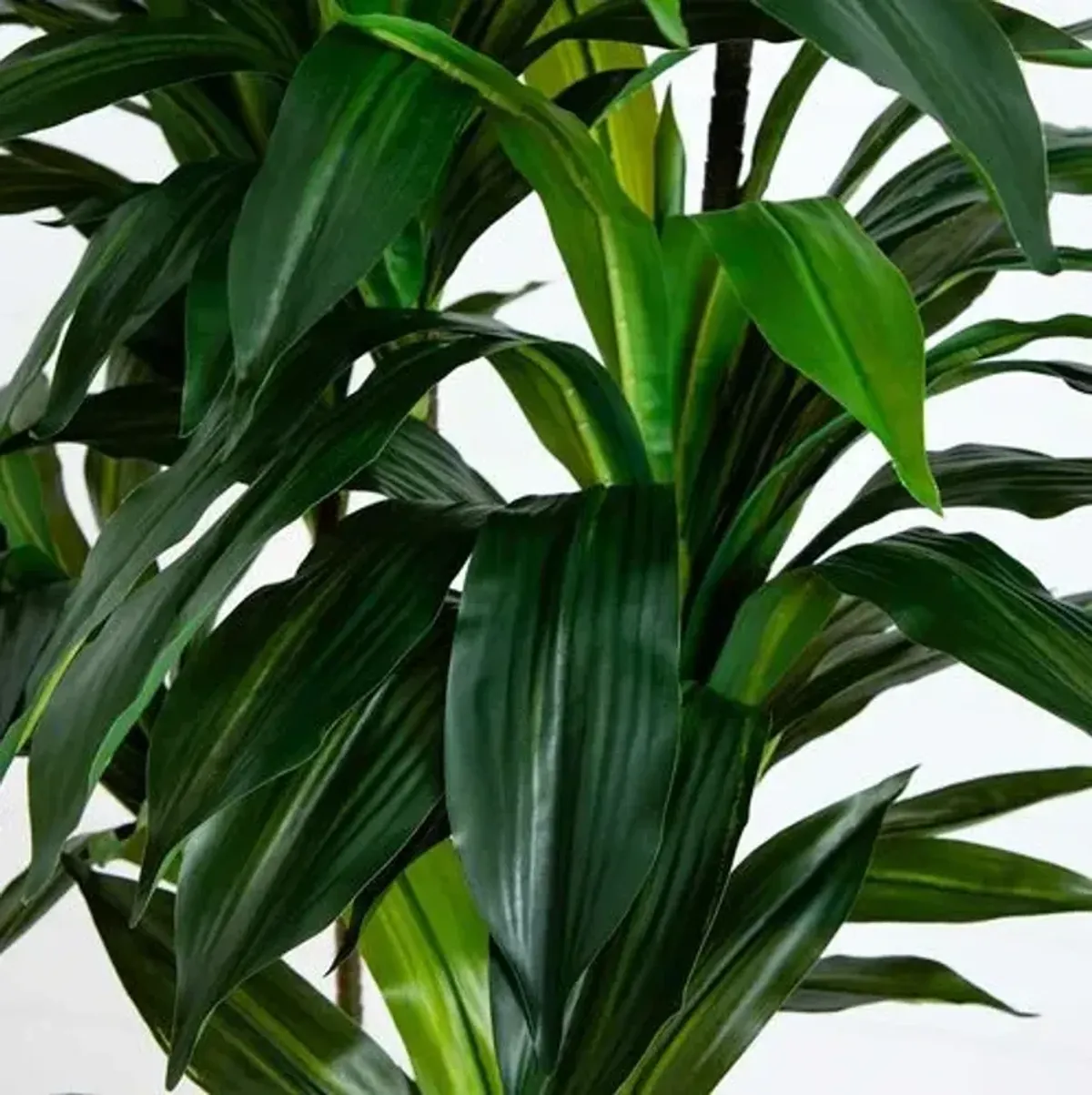 8ft. Artificial Dracaena Tree with Real Touch Leaves - Green