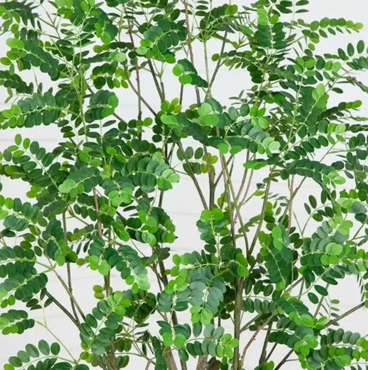 7ft. Artificial Greco Citrus Tree with Real Touch Leaves - Green