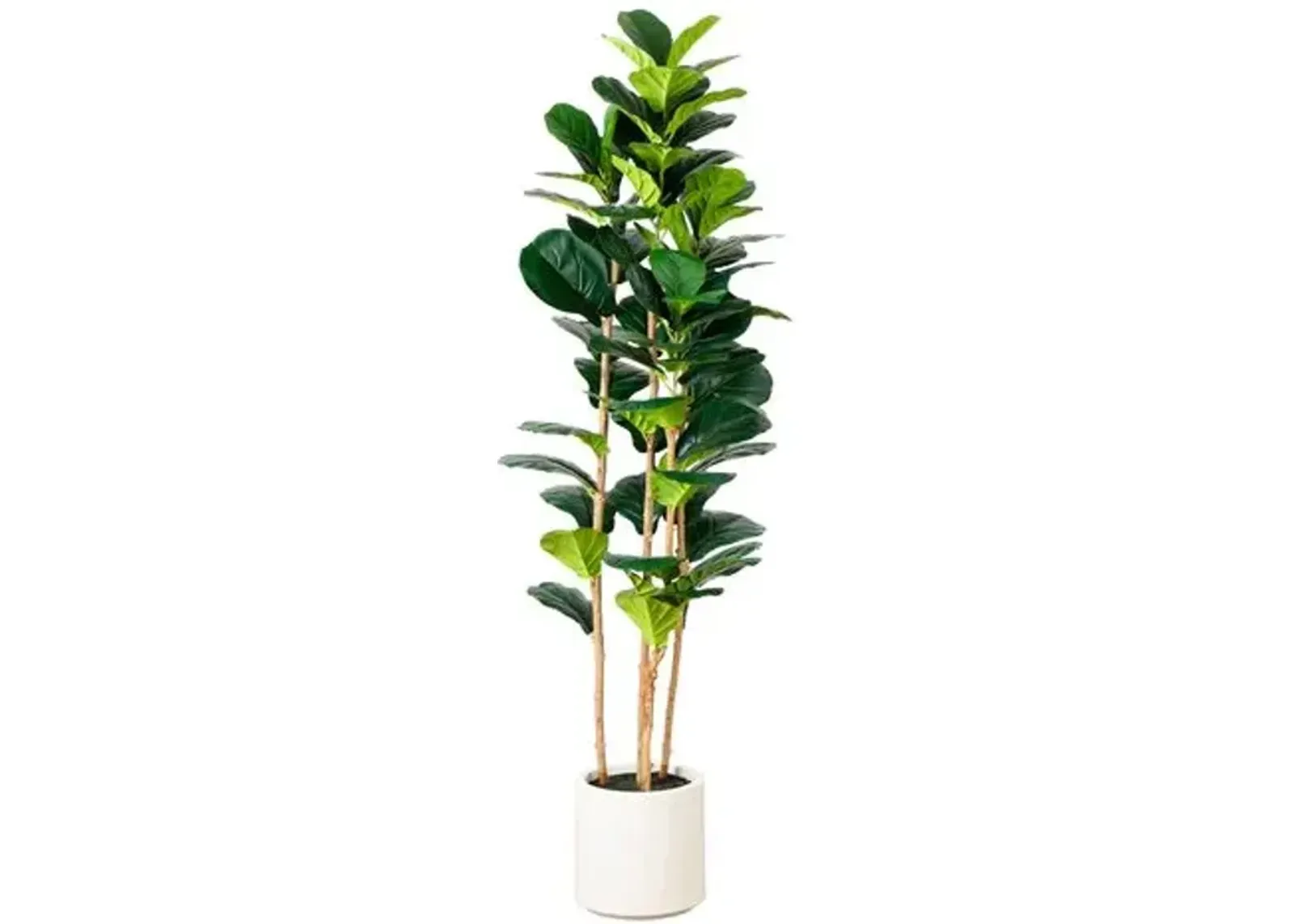 6ft. Artificial Fiddle Leaf Tree in Decorative White Planter - Green - 72Hx21Wx21D in