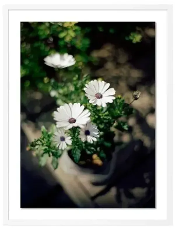 Tommy Kwak - Flowers Photograph - Reykjavik - Iceland - White