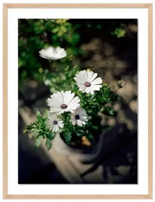 Tommy Kwak - Flowers Photograph - Reykjavik - Iceland - White