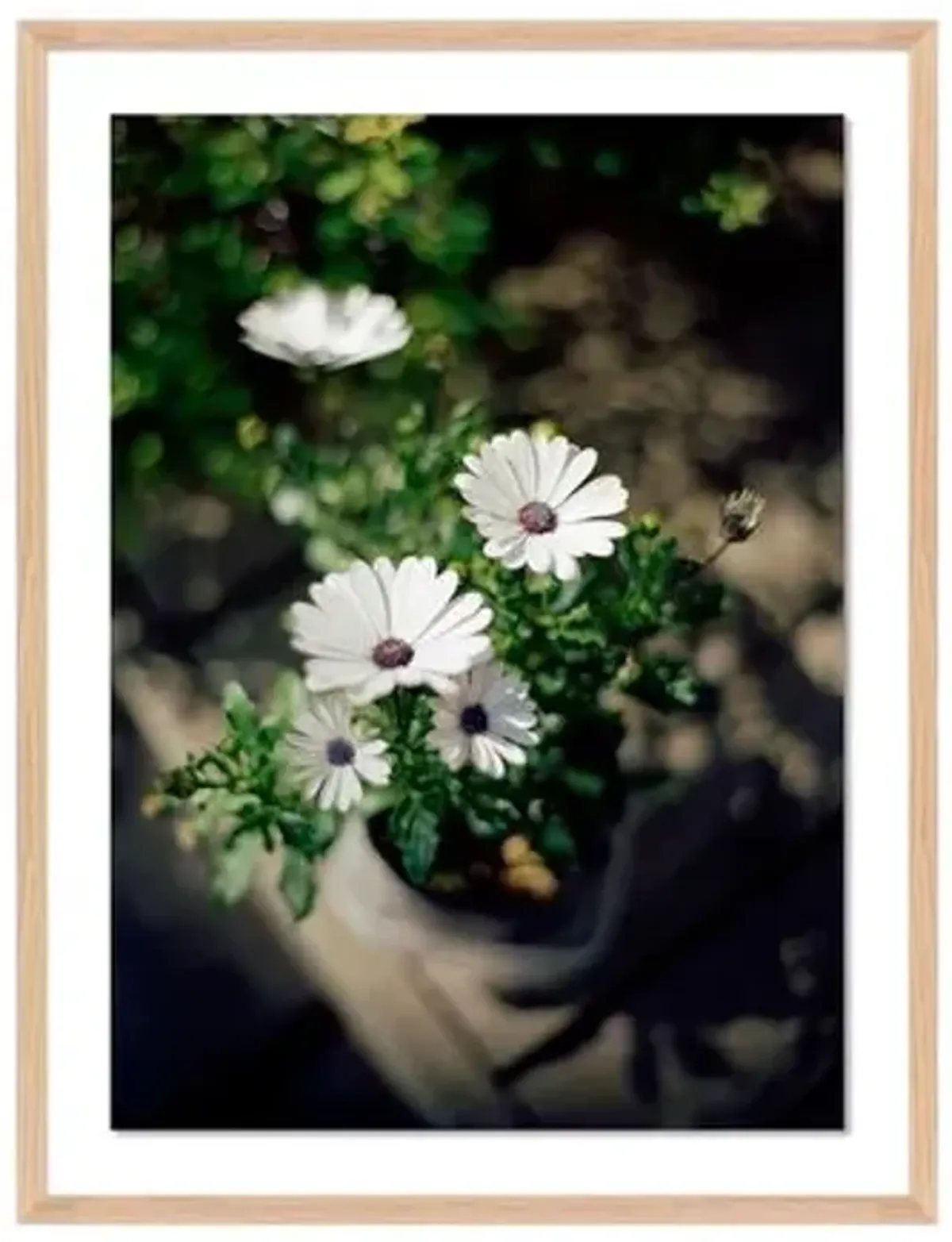 Tommy Kwak - Flowers Photograph - Reykjavik - Iceland - White