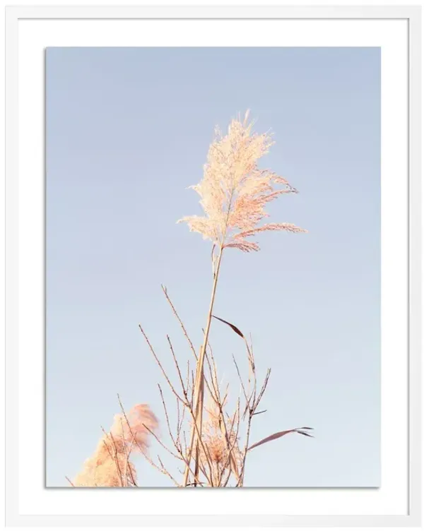 Tommy Kwak, Grass Photograph, Barnegat Light, NJ