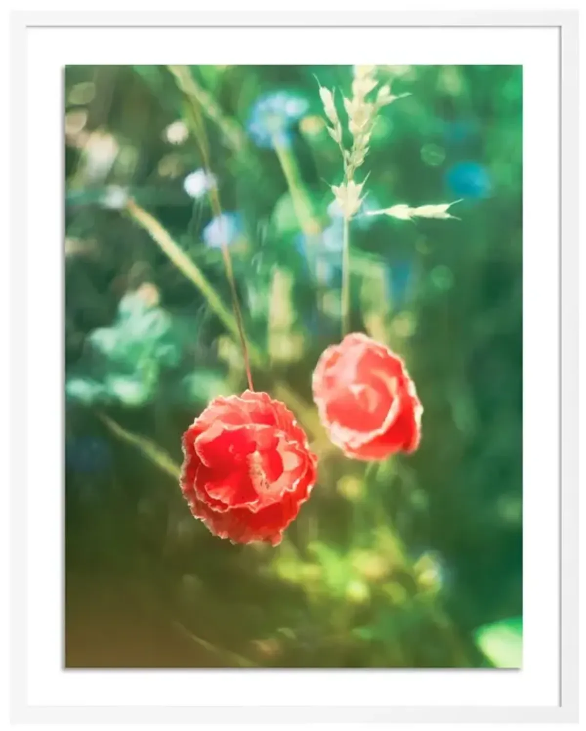 Tommy Kwak, Poppies Photograph, Taunus, Germany