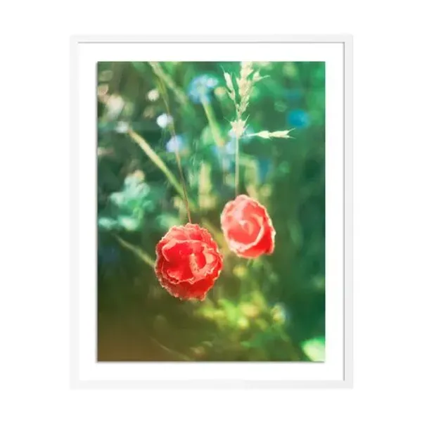 Tommy Kwak - Poppies Photograph - Taunus - Germany - Red
