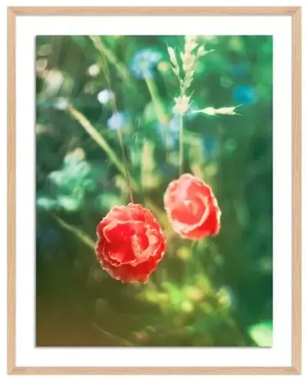 Tommy Kwak - Poppies Photograph - Taunus - Germany - Red