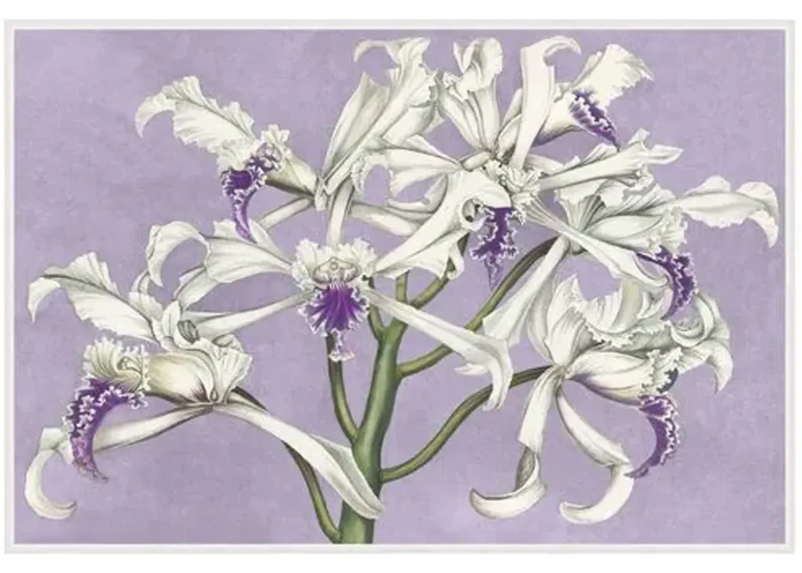 Lillian August - White Orchids on Lilac