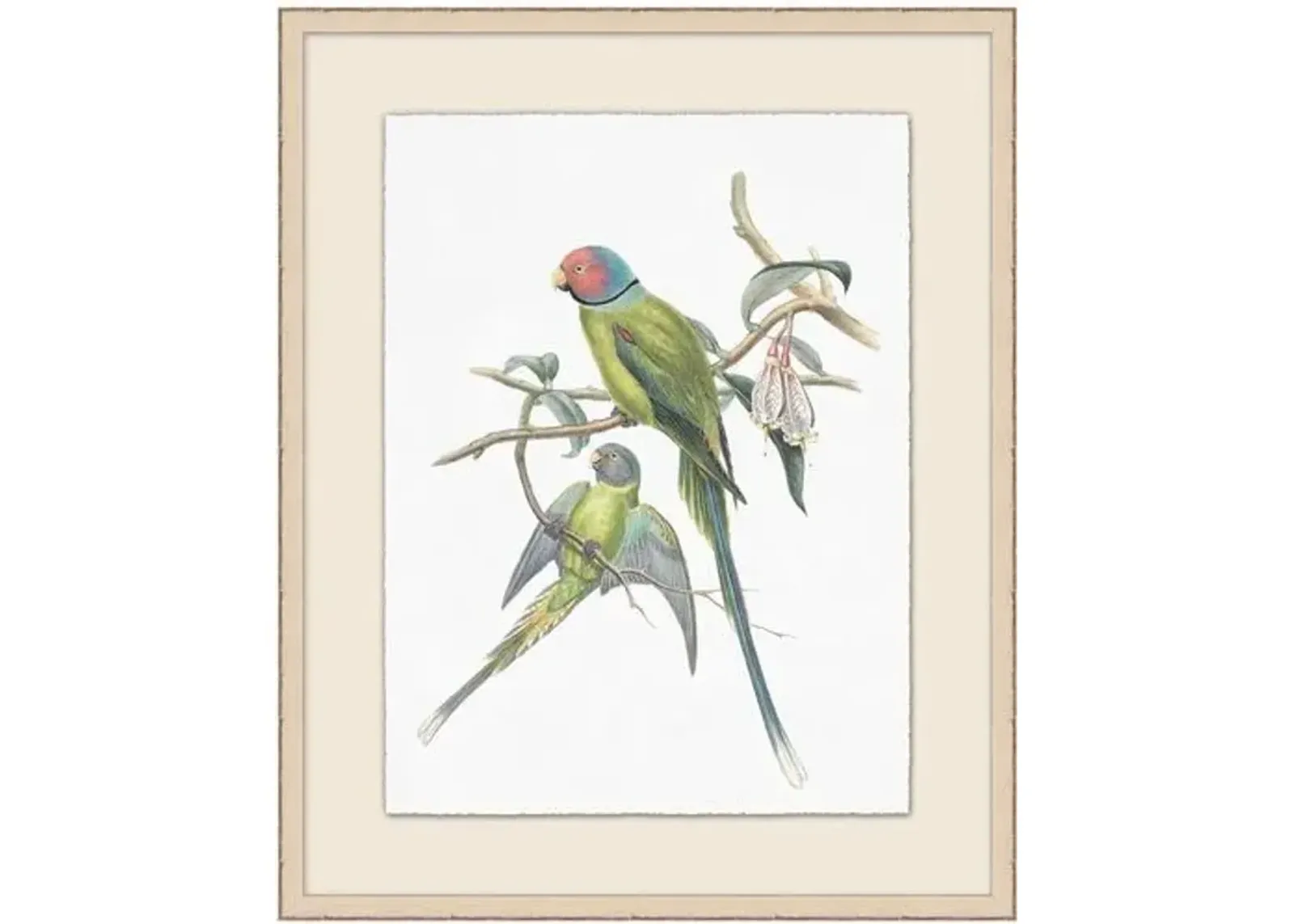 Lillian August - Set of 2 of Parakeets Illustration - Ivory