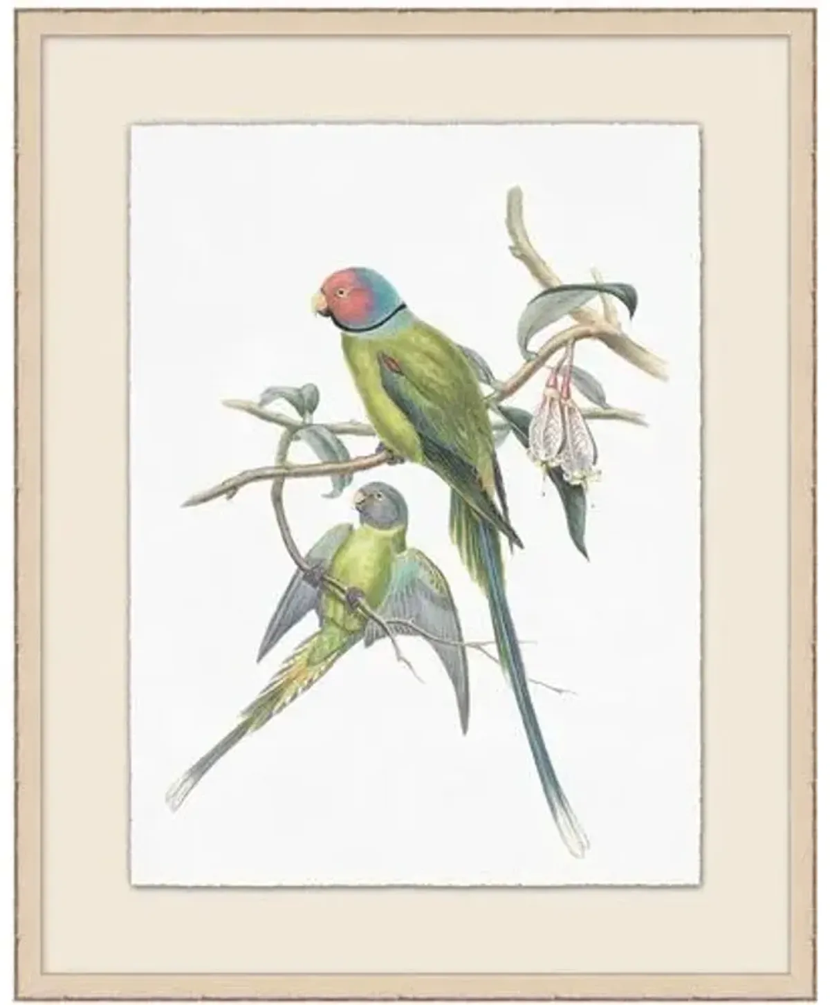 Lillian August - Set of 2 of Parakeets Illustration - Ivory