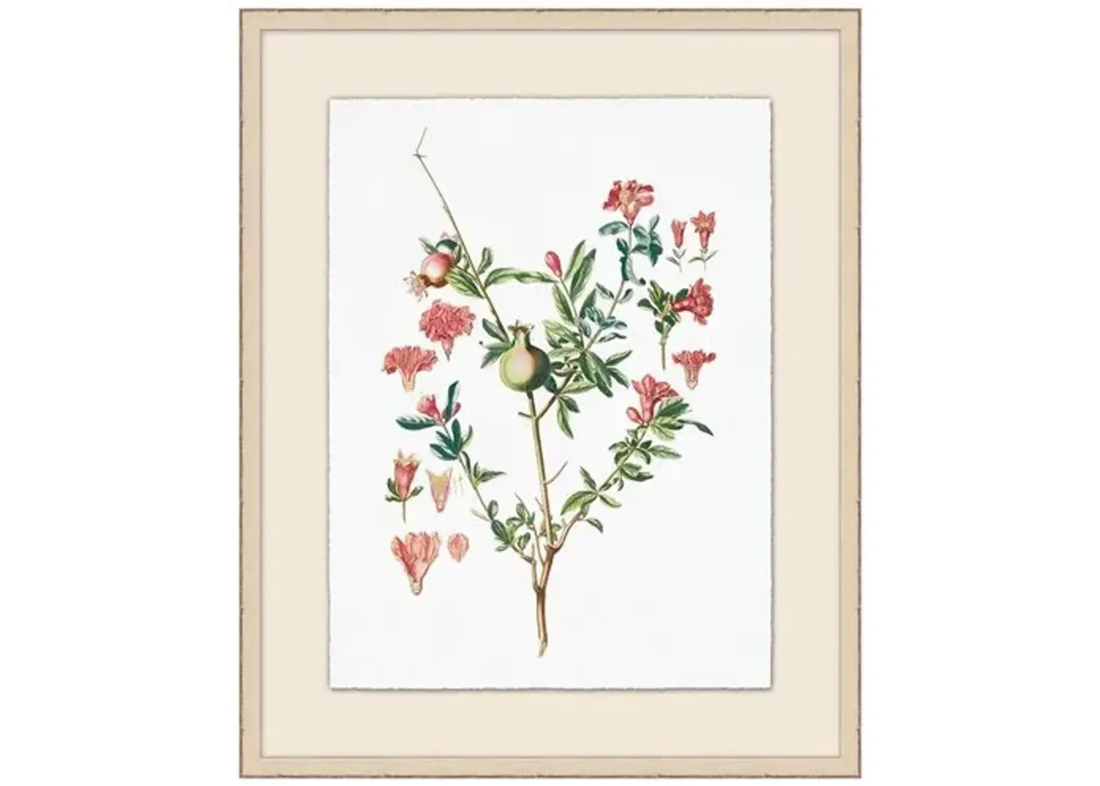 Lillian August - Pomegranate Plant Illustration - Ivory