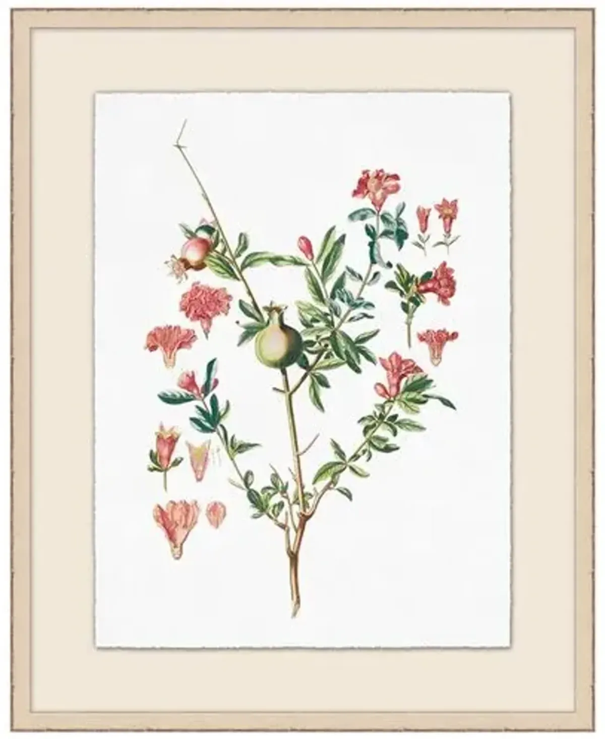 Lillian August - Pomegranate Plant Illustration - Ivory