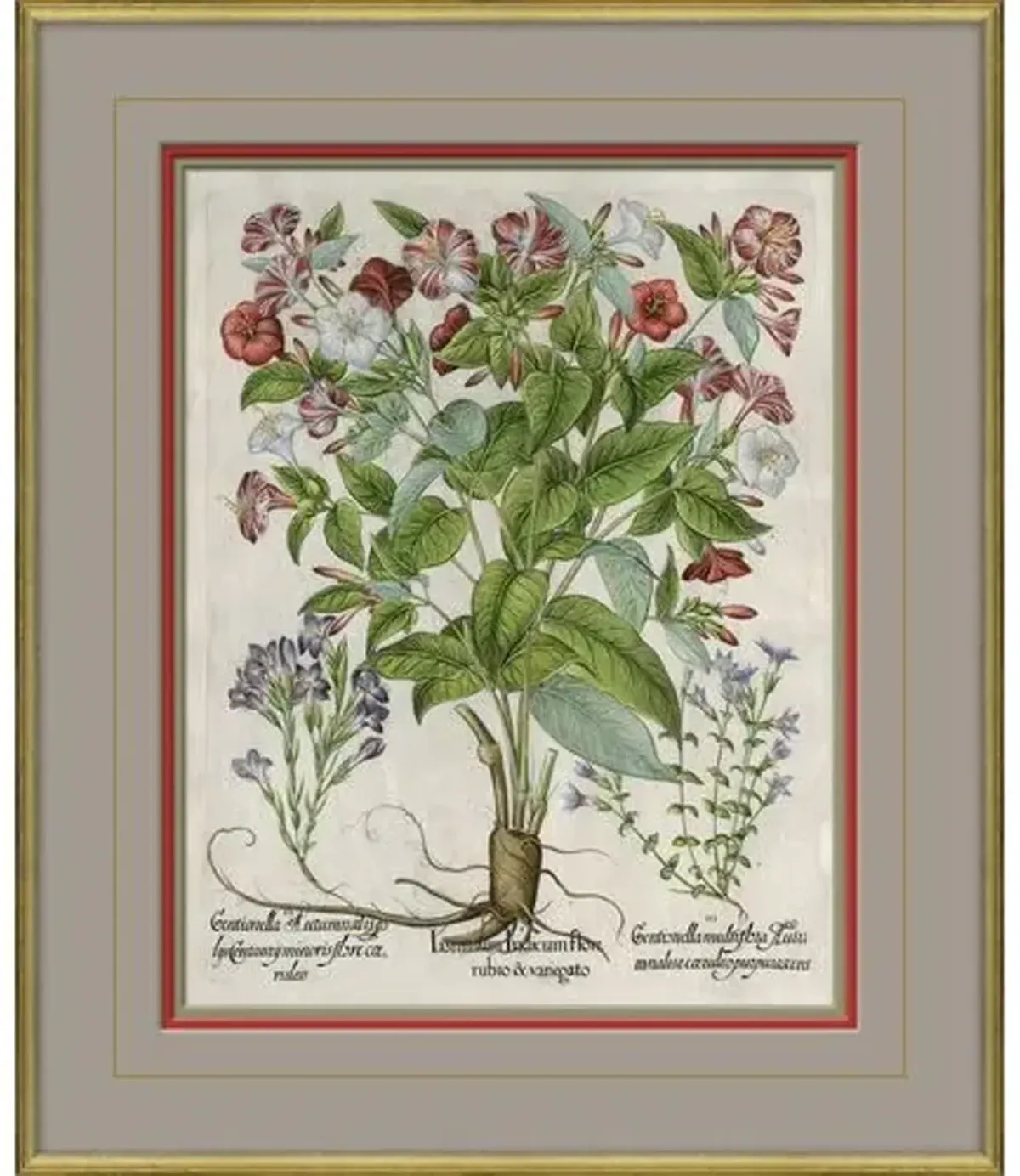 Besler Botanicals - Basilius Besler - circa 1600 - Soicher Marin - Beige
