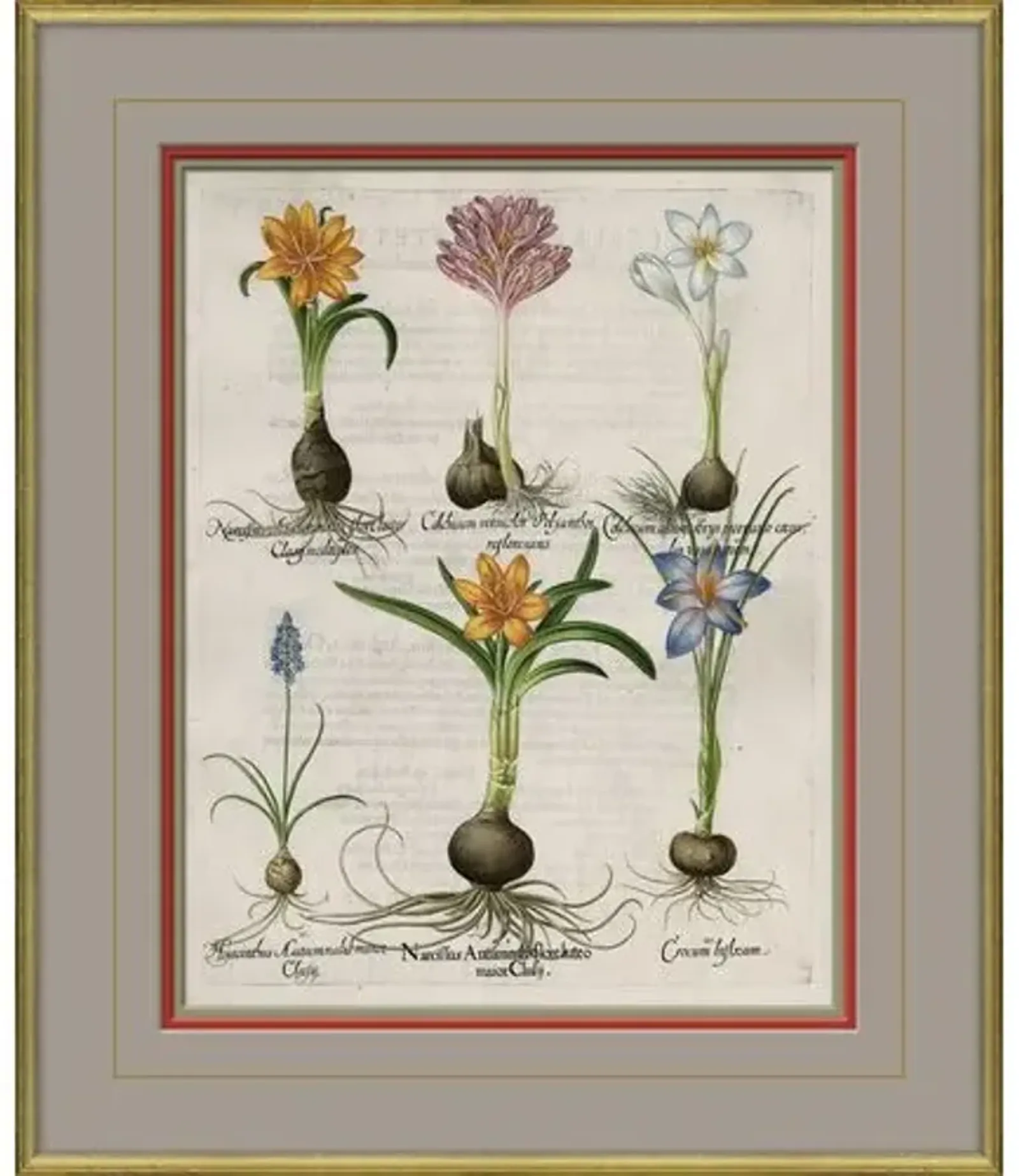 Besler Botanicals - Basilius Besler - circa 1600 - Soicher Marin - Multi