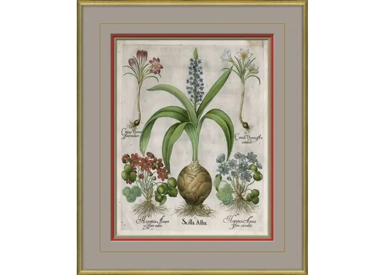 Besler Botanicals - Basilius Besler - circa 1600 - Soicher Marin - Multi