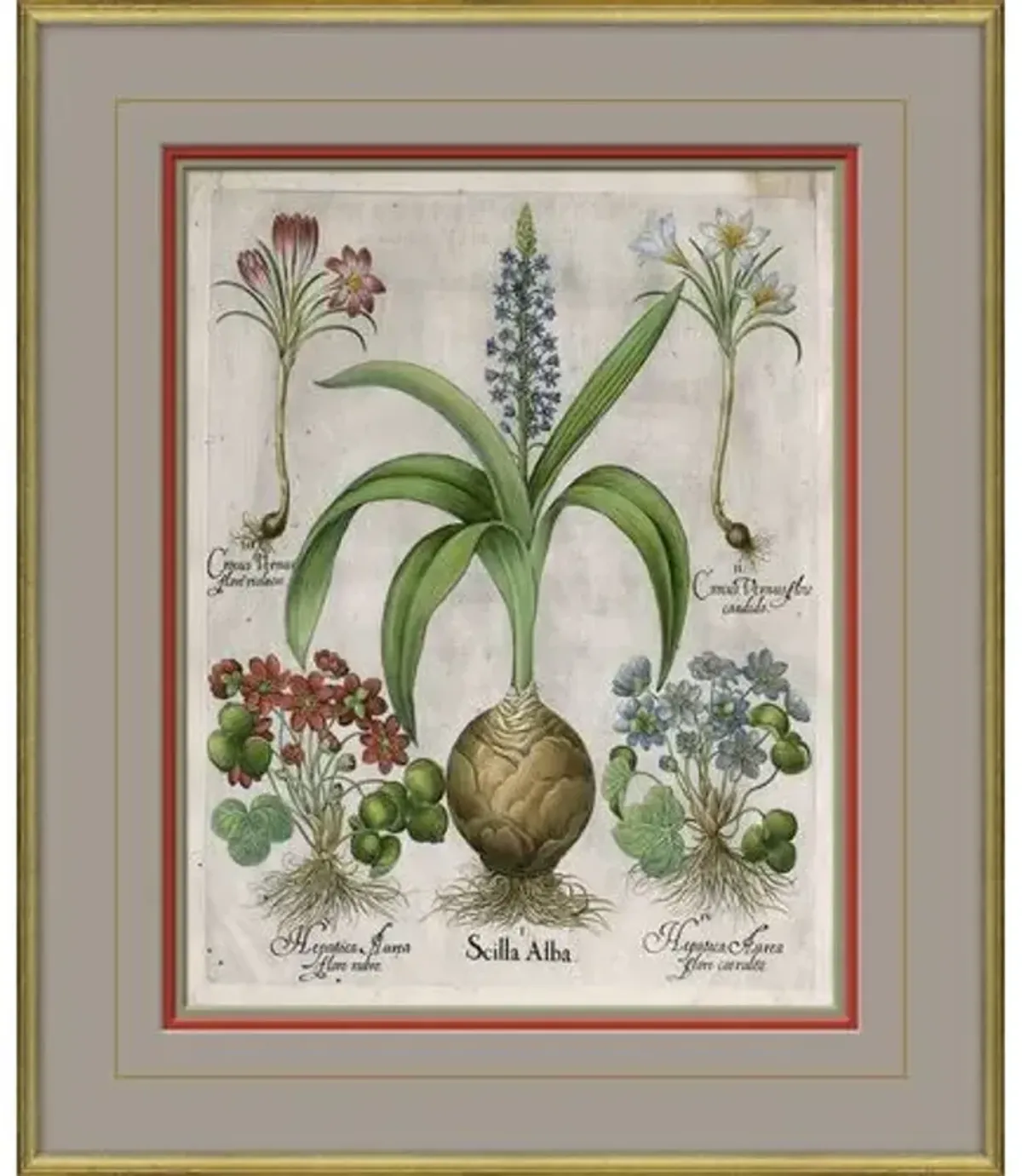 Besler Botanicals - Basilius Besler - circa 1600 - Soicher Marin - Multi