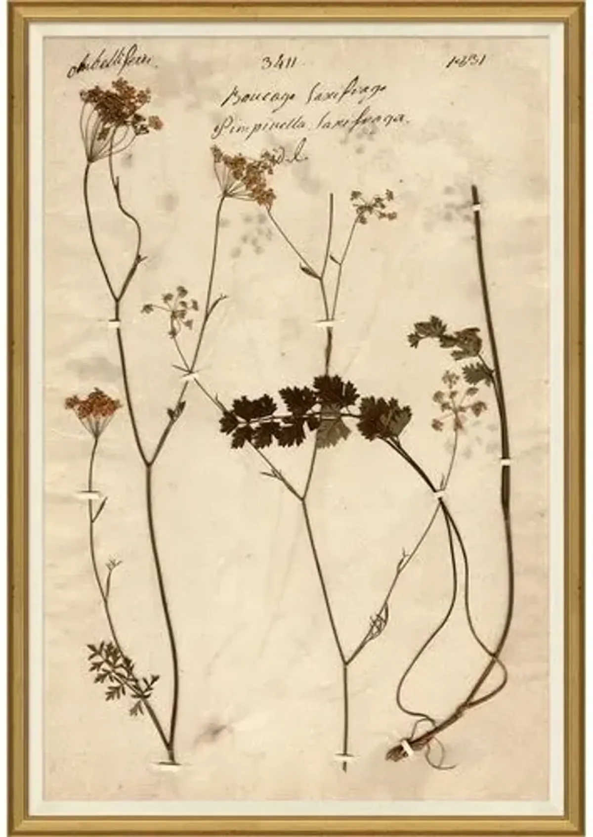 Herbarium - Soicher Marin - Brown