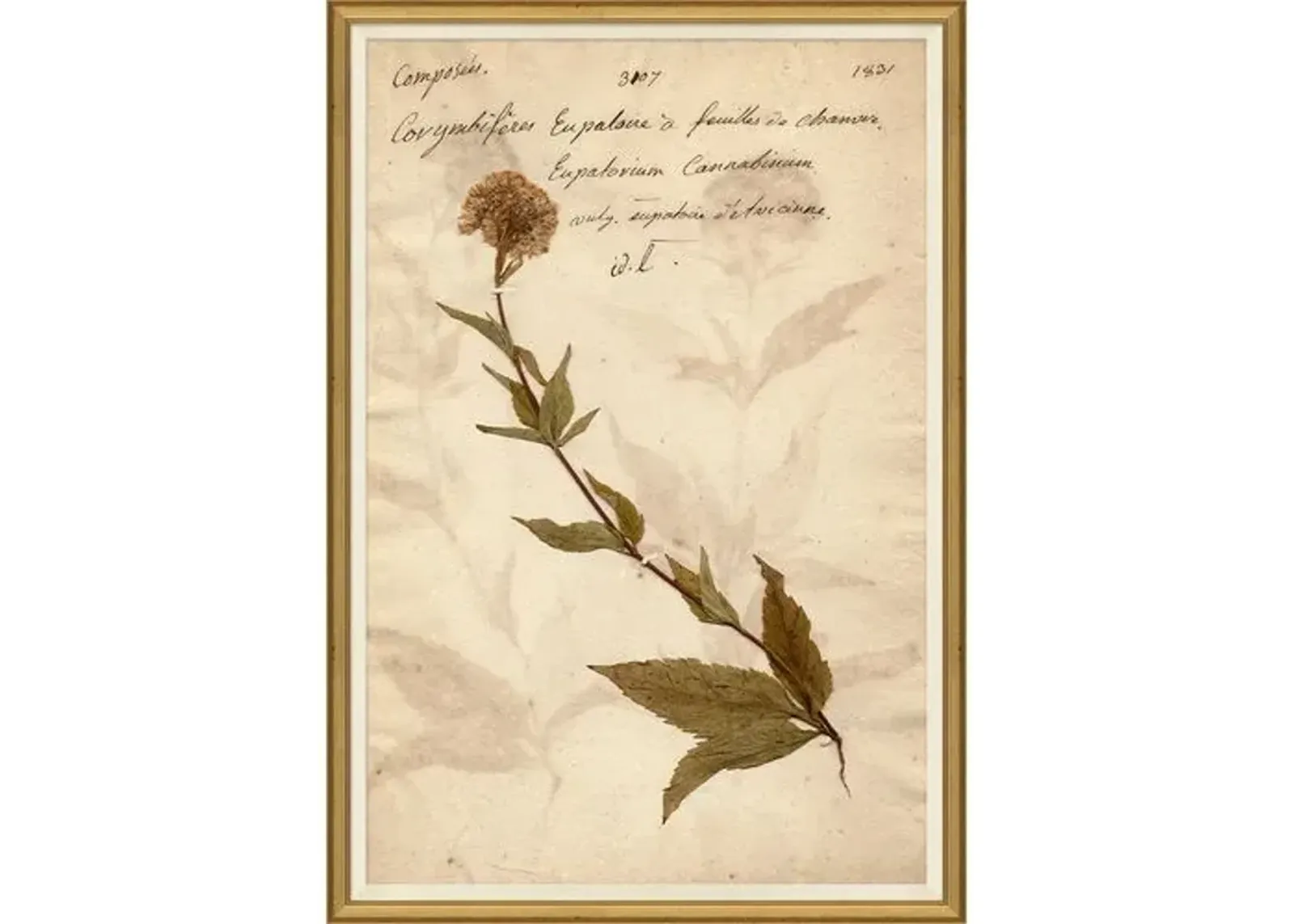 Herbarium - Soicher Marin - Brown