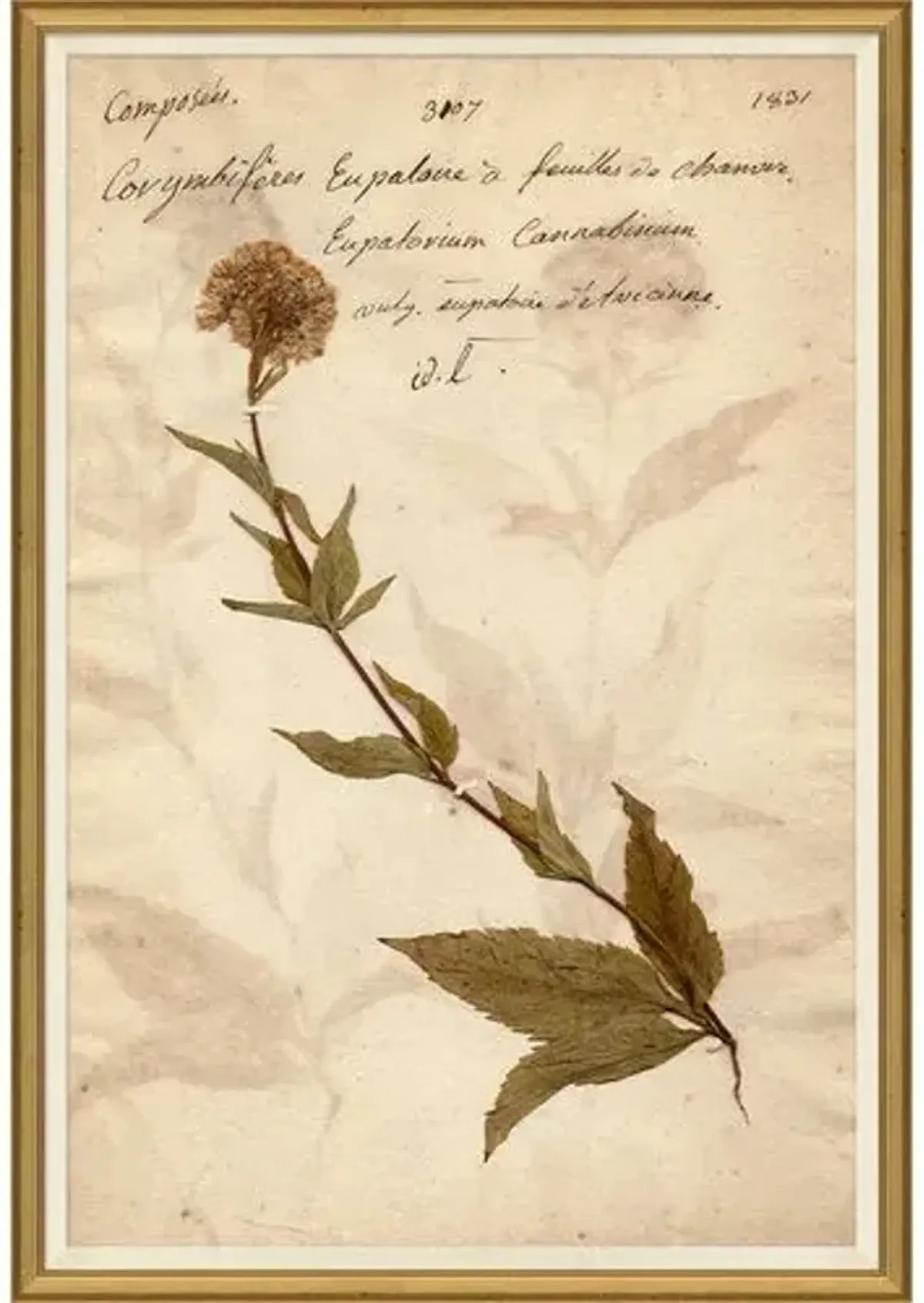 Herbarium - Soicher Marin - Brown