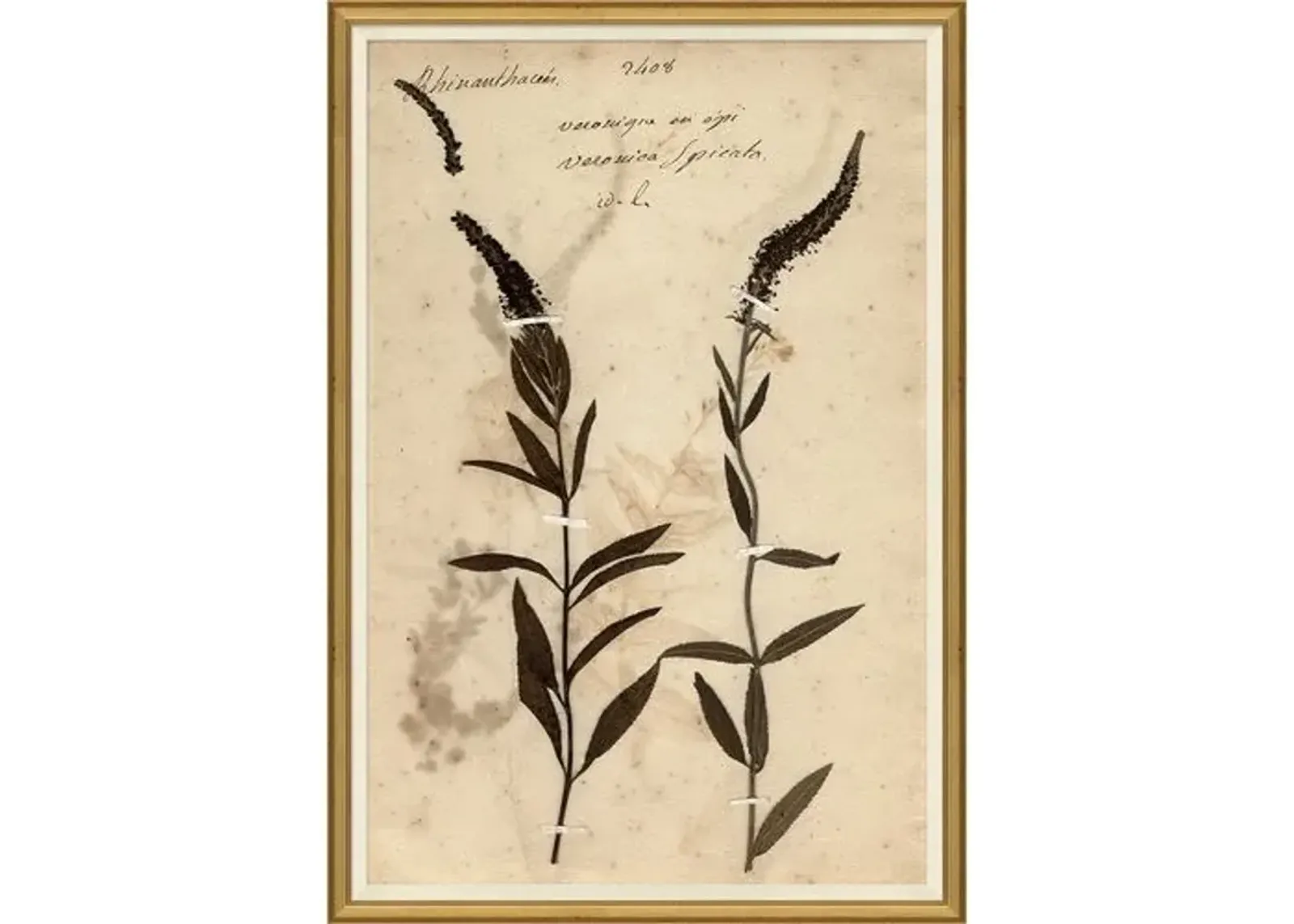 Herbarium - Soicher Marin - Brown