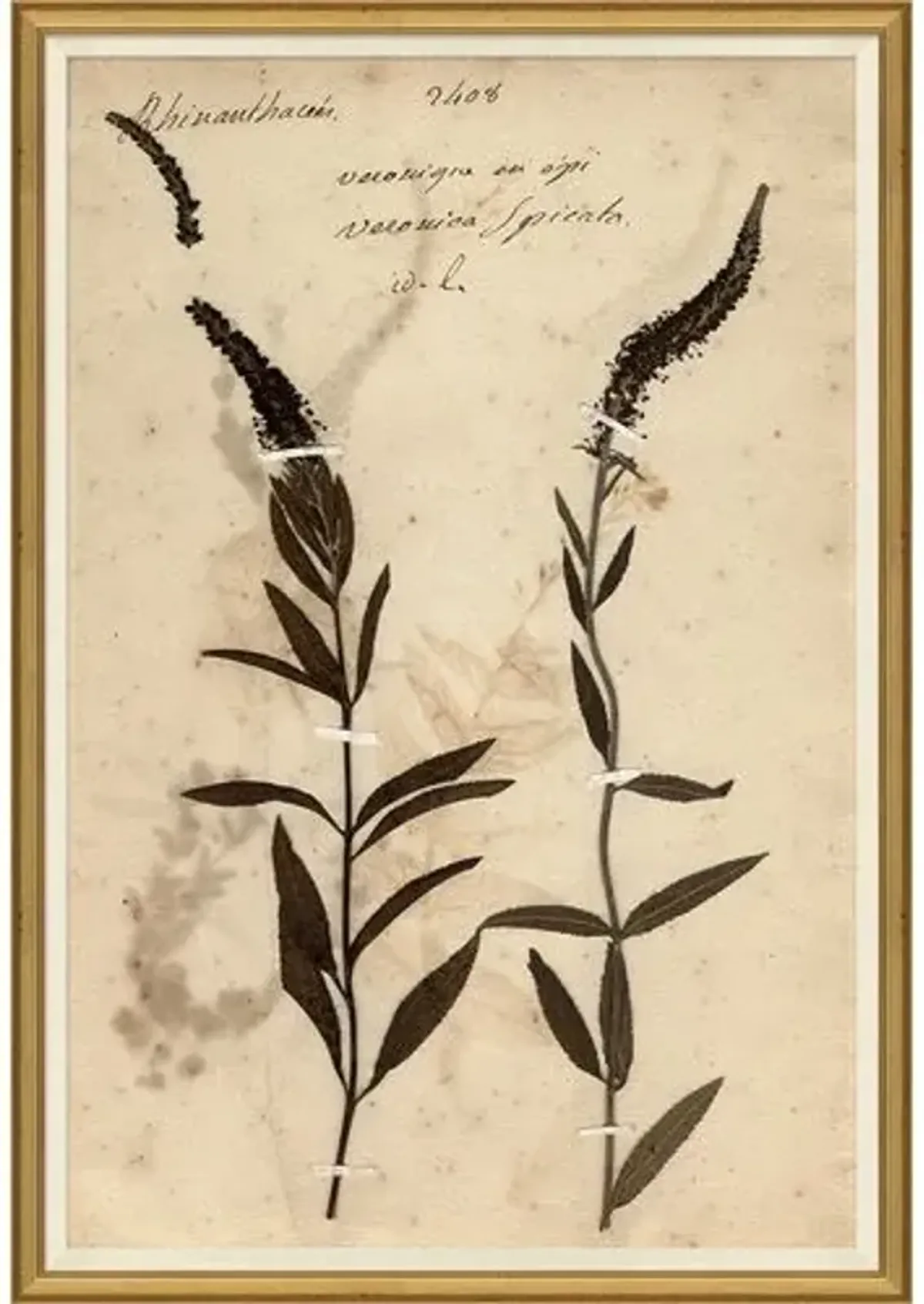 Herbarium - Soicher Marin - Brown