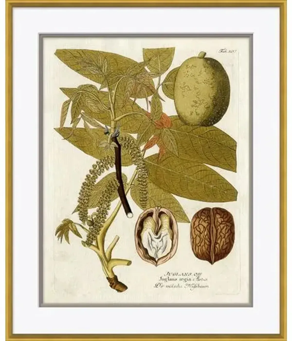 18th Century Botanical Engravings - Soicher Marin - Beige