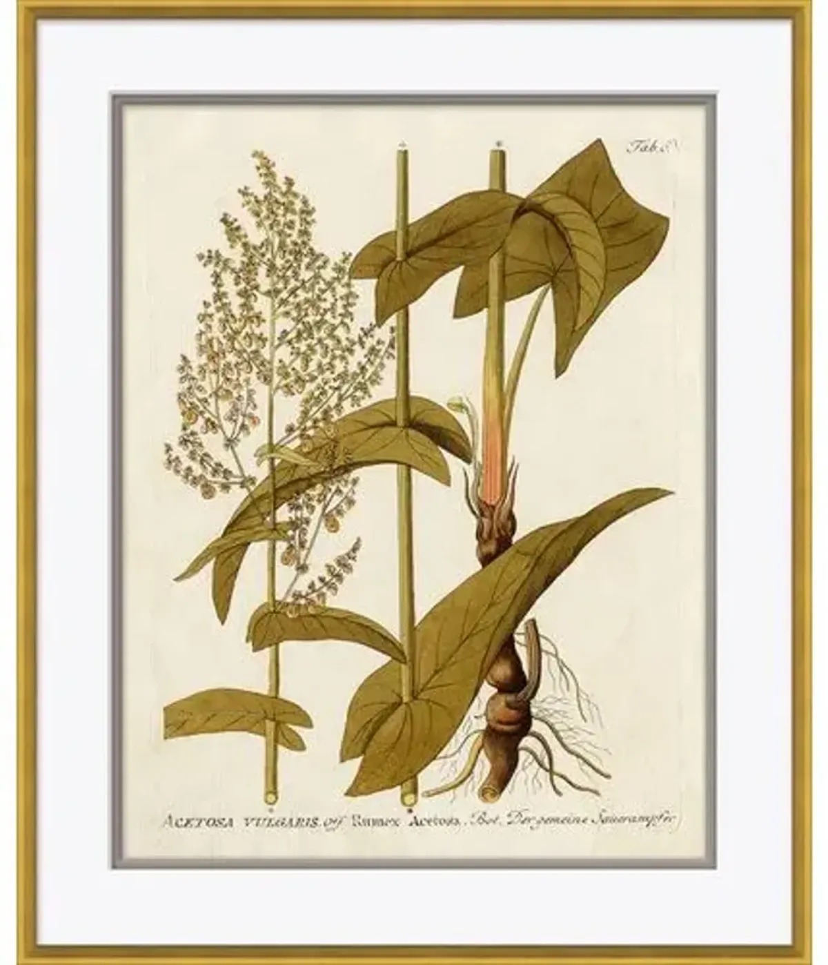 18th Century Botanical Engravings - Soicher Marin - Beige