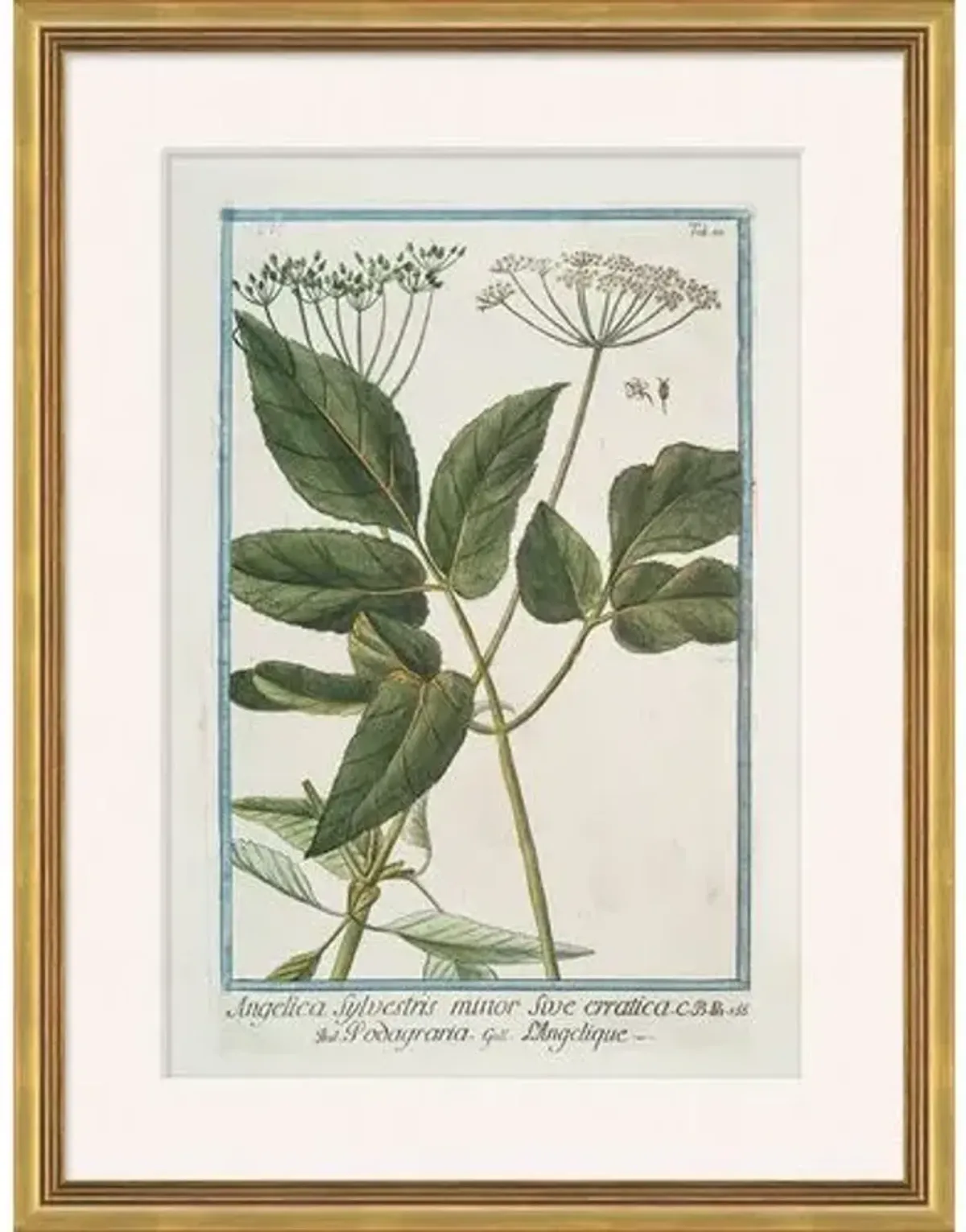 Hortus Romanus 1772-1793 - Soicher Marin - Ivory
