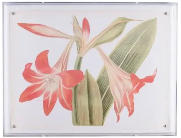 Amaryllis I Print - 20" x 26" - Port 68 - Pink