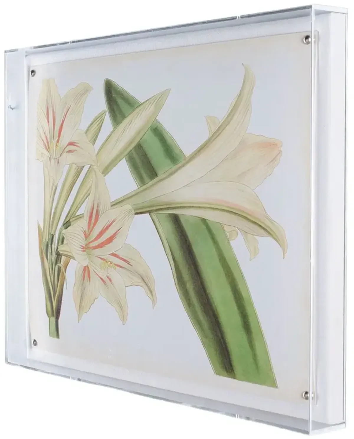 Amaryllis III Print, 20" x 26"