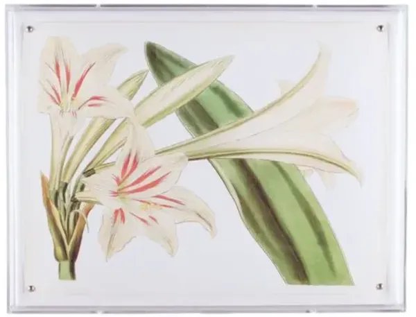 Amaryllis III Print - 20" x 26" - Port 68 - Green