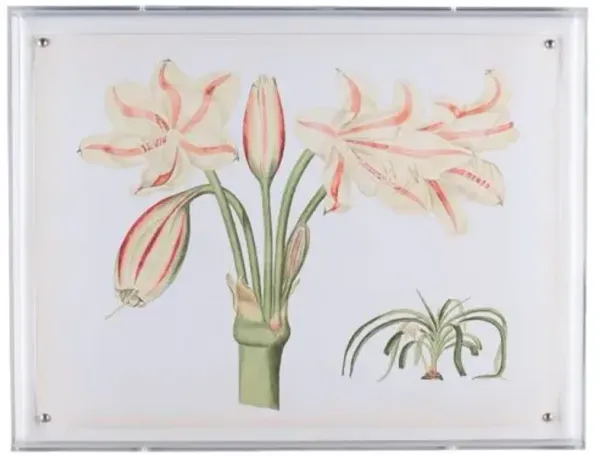 Amaryllis II Print - 20" x 26" - Port 68 - Multi