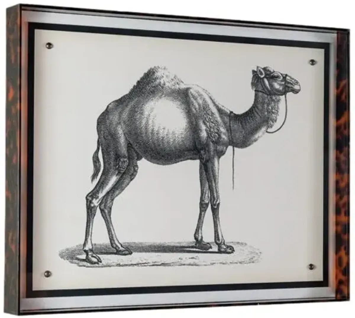 Camel Print - 20" x 26" - Port 68 - Black