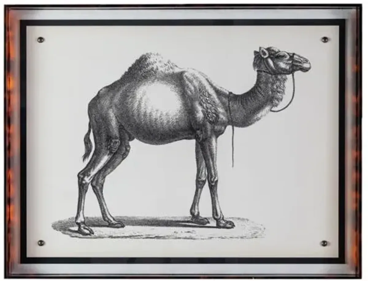 Camel Print - 20" x 26" - Port 68 - Black