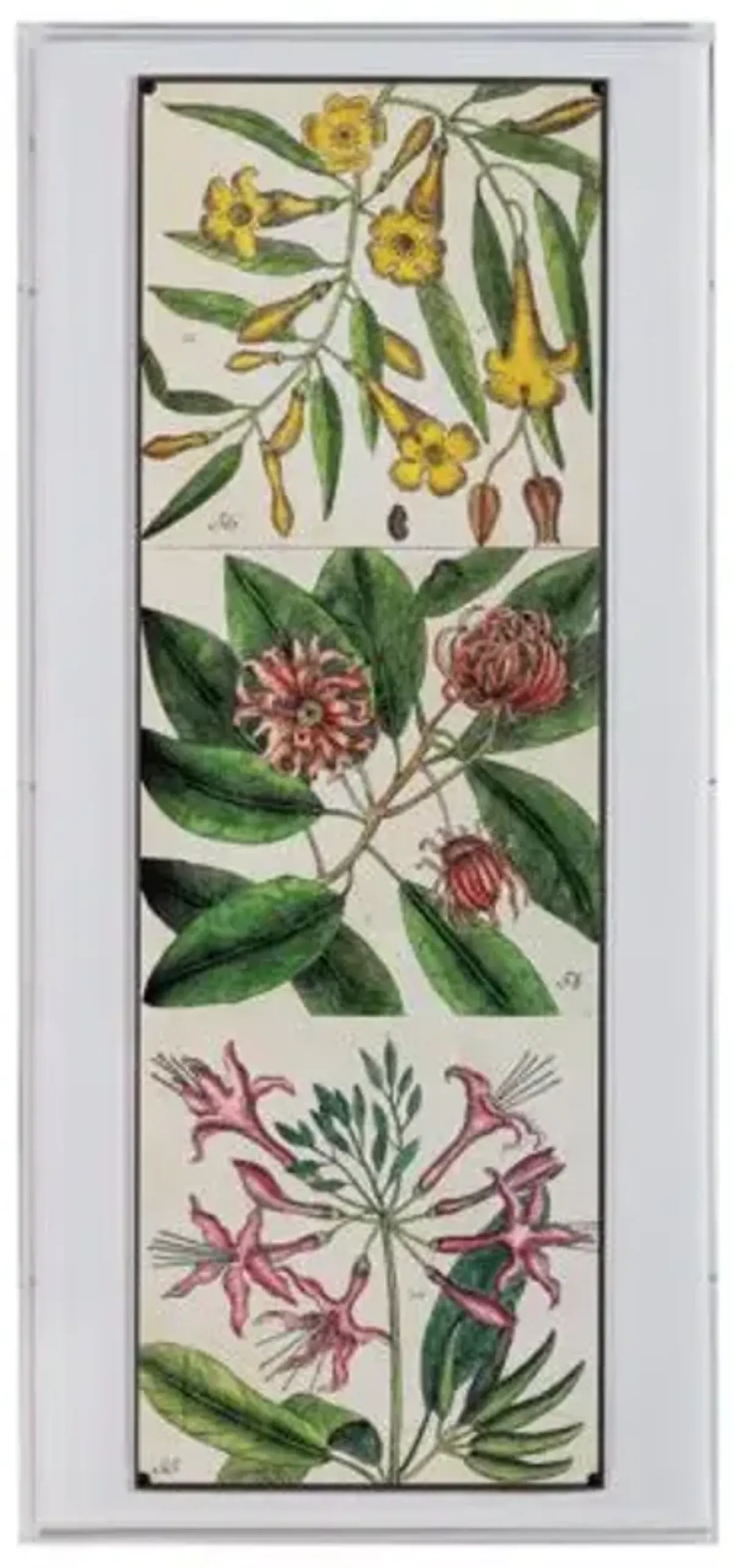 Catesby Botanical I Print - 22" x 48" - Port 68 - Multi