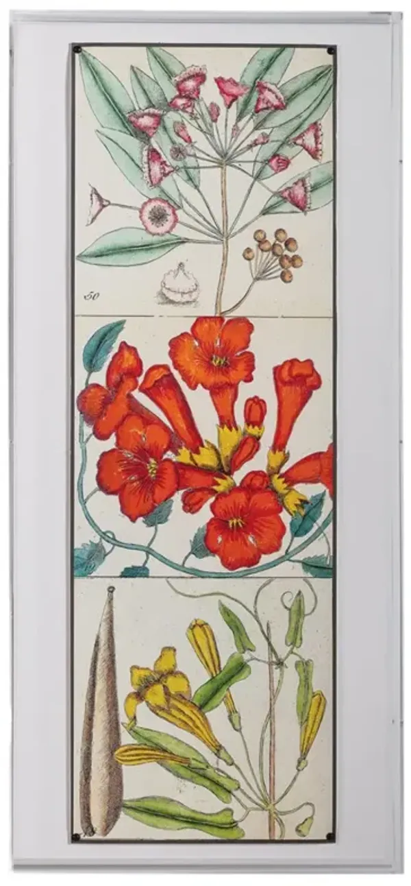 Catesby Botanical II Print, 22" x 48"