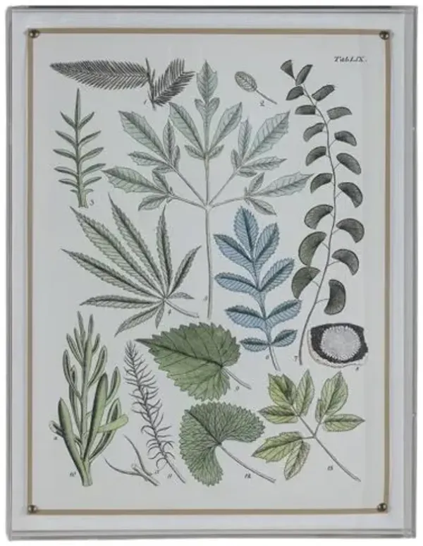 Ferns VII Print - 20" x 26" - Port 68 - Green